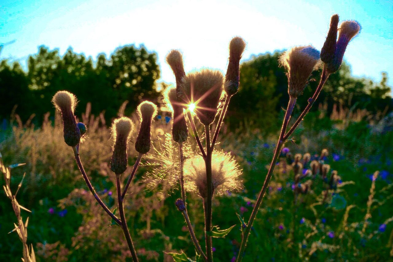 Close-up of wildflowers