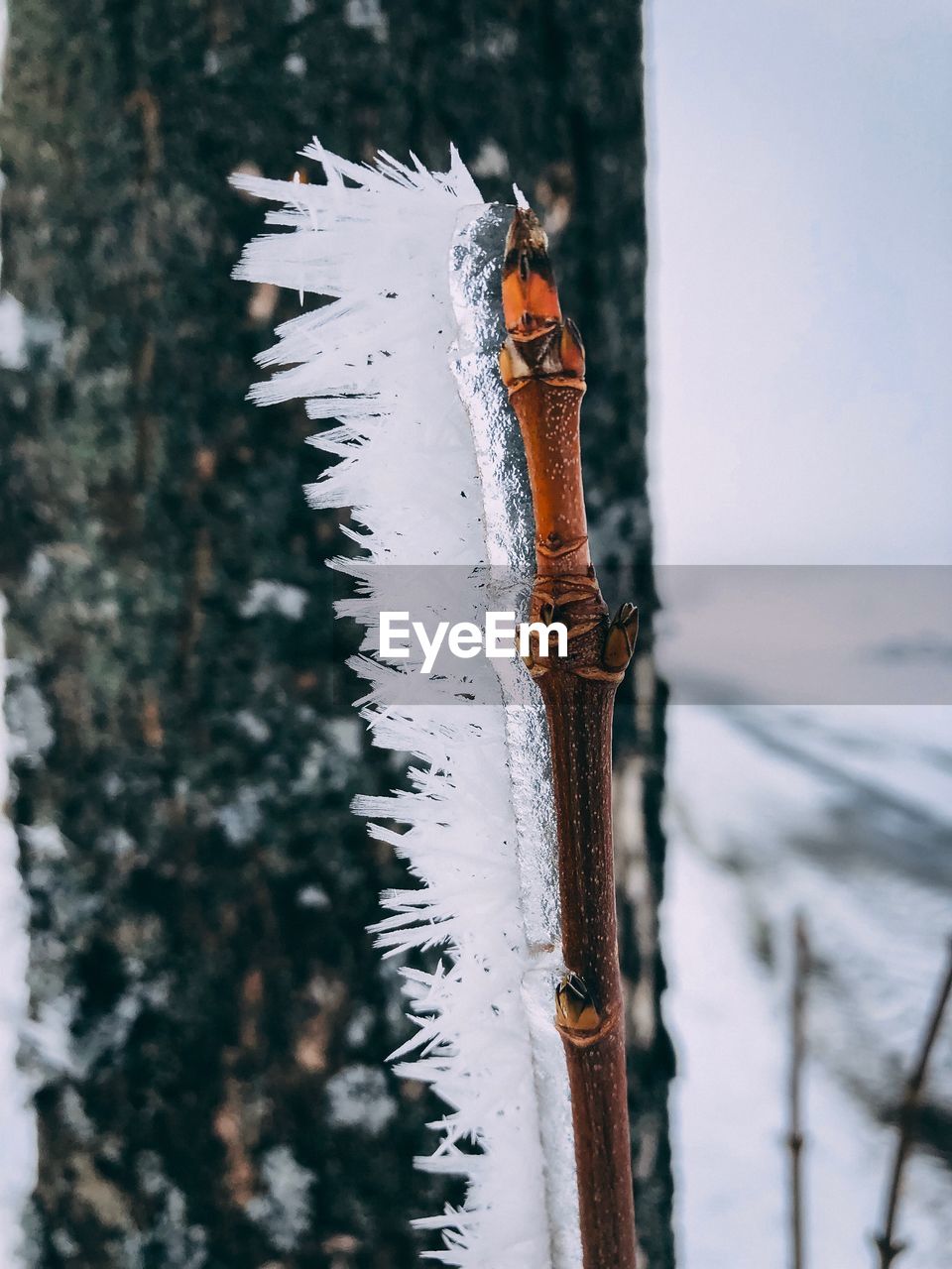Close-up of frozen stick during winter