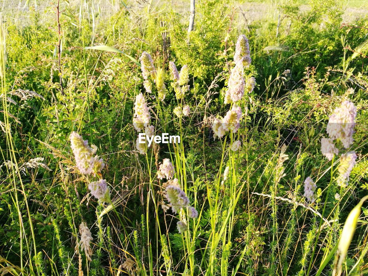 CLOSE-UP OF PLANTS GROWING IN FIELD