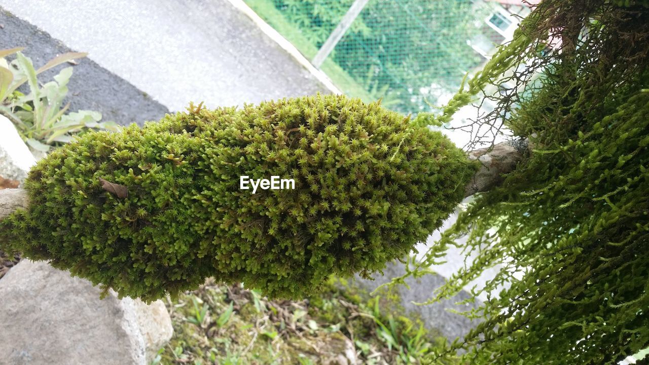 HIGH ANGLE VIEW OF MOSS GROWING ON PLANT AGAINST SKY