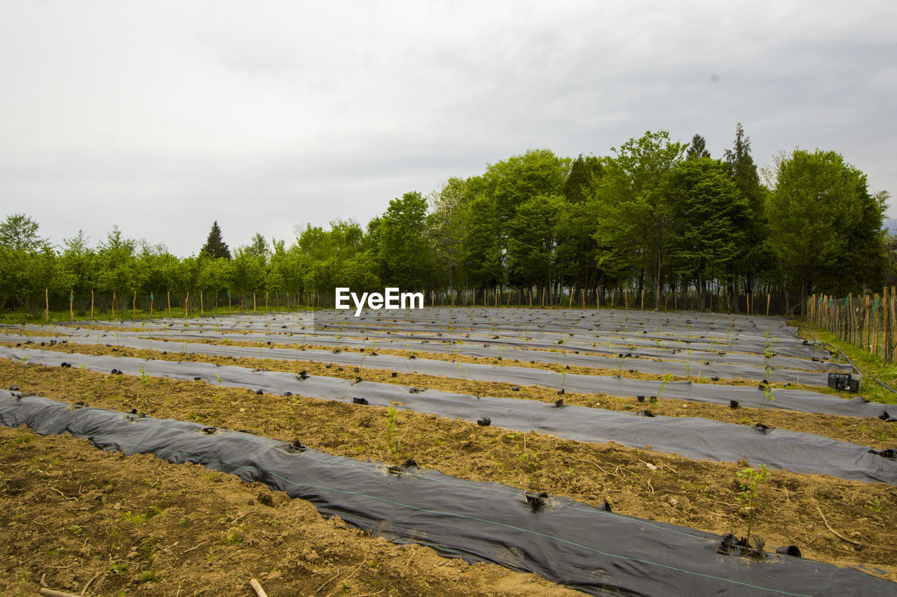 Blueberry plantation, field in the farm in samegrelo, georgia