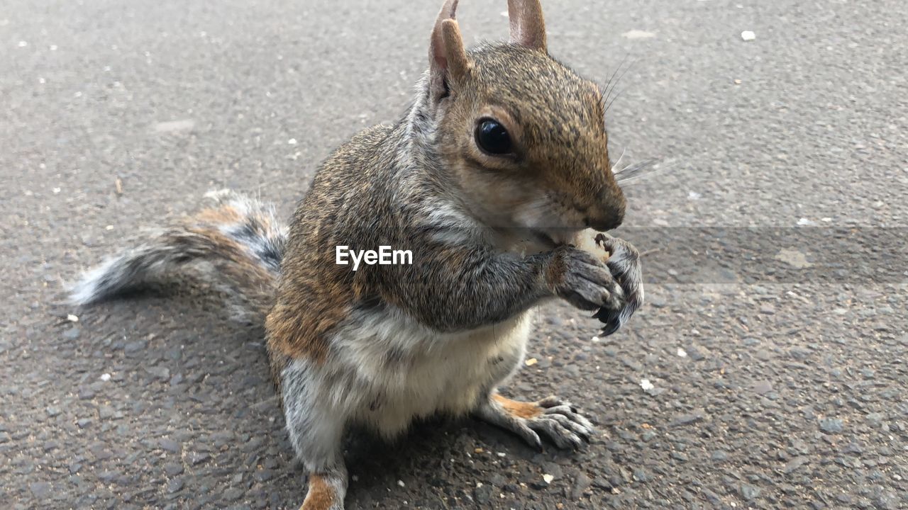 High angle view of squirrel eating food on footpath