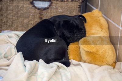 Black pug teddy bear on sale