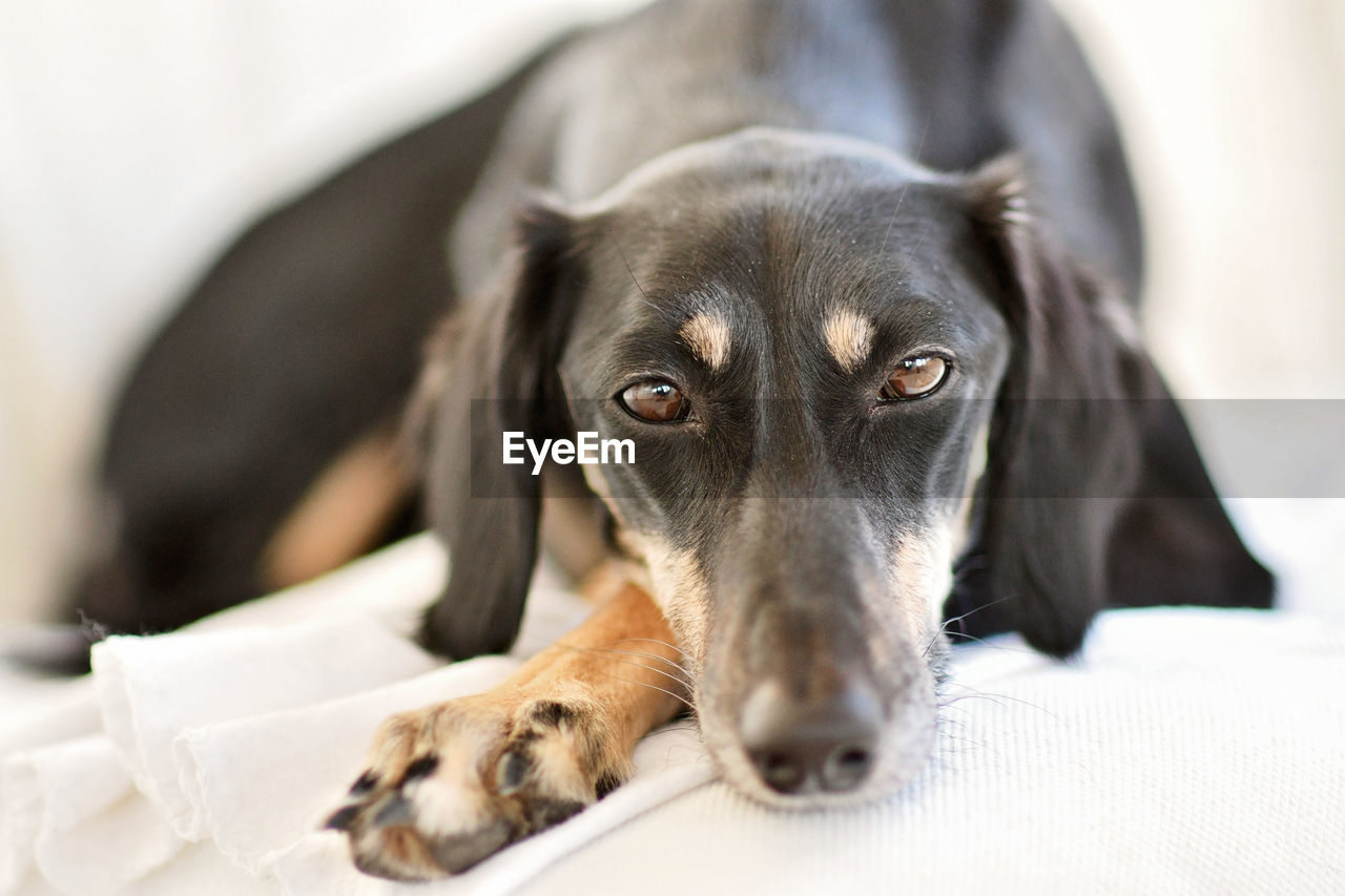 CLOSE-UP PORTRAIT OF A DOG LYING DOWN ON BED