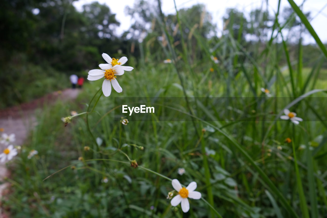 CLOSE-UP OF WHITE FLOWERING PLANT