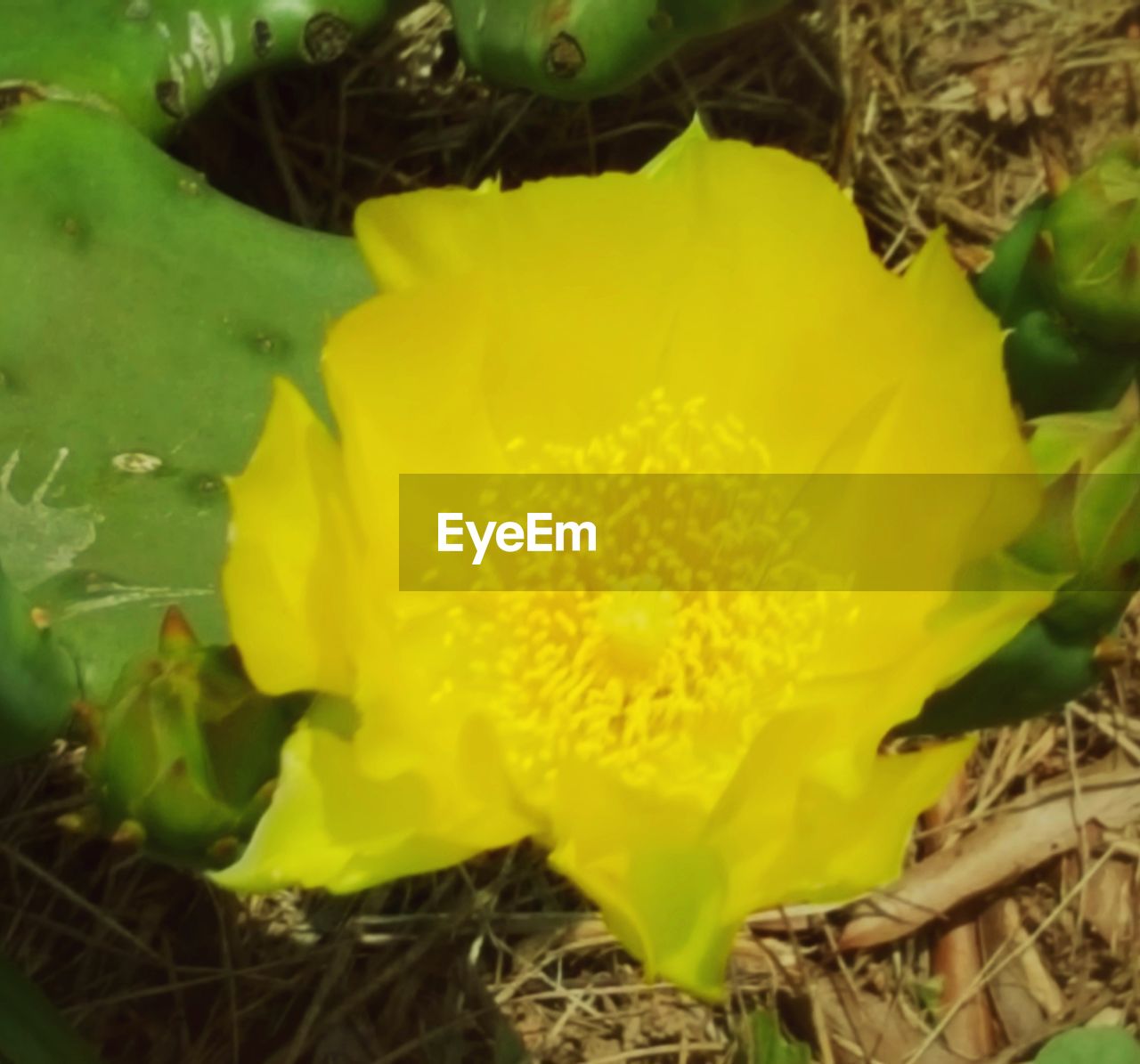 CLOSE-UP OF YELLOW FLOWERING PLANT