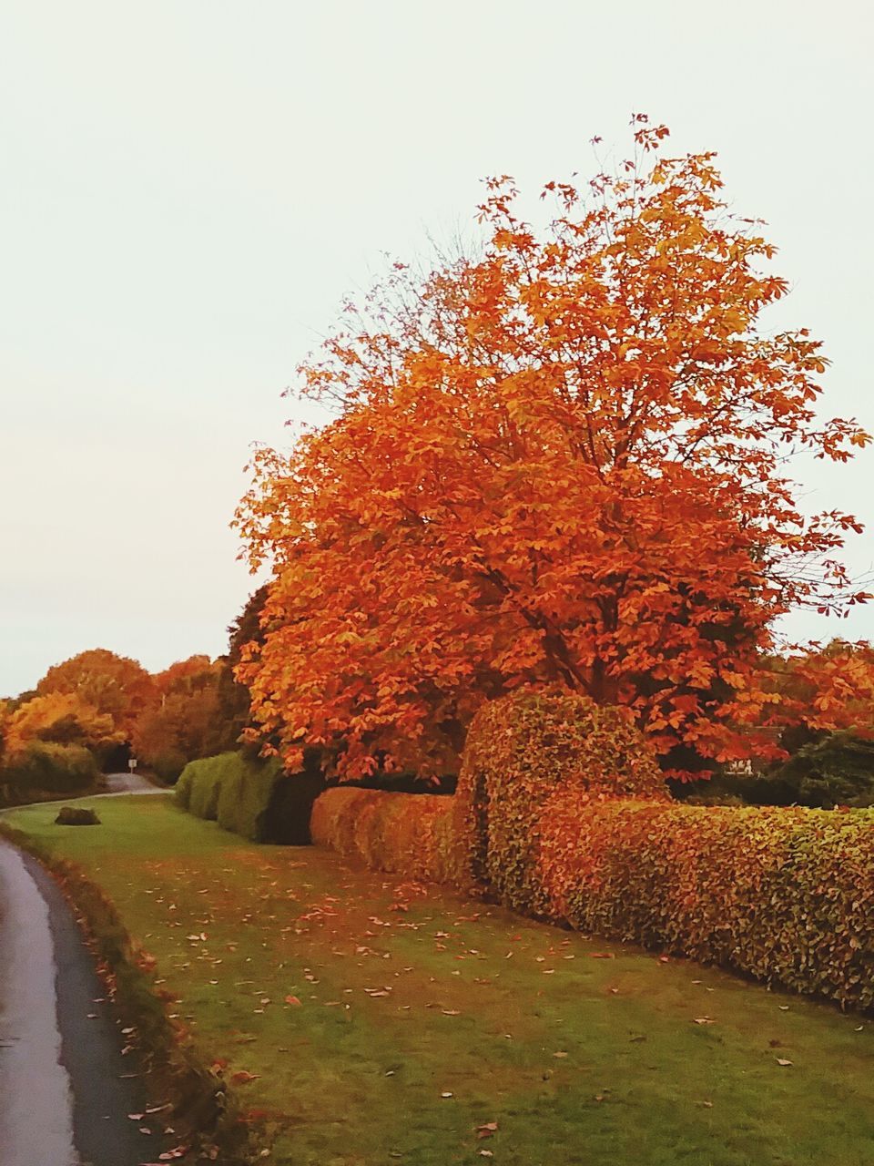 VIEW OF TREE AGAINST SKY