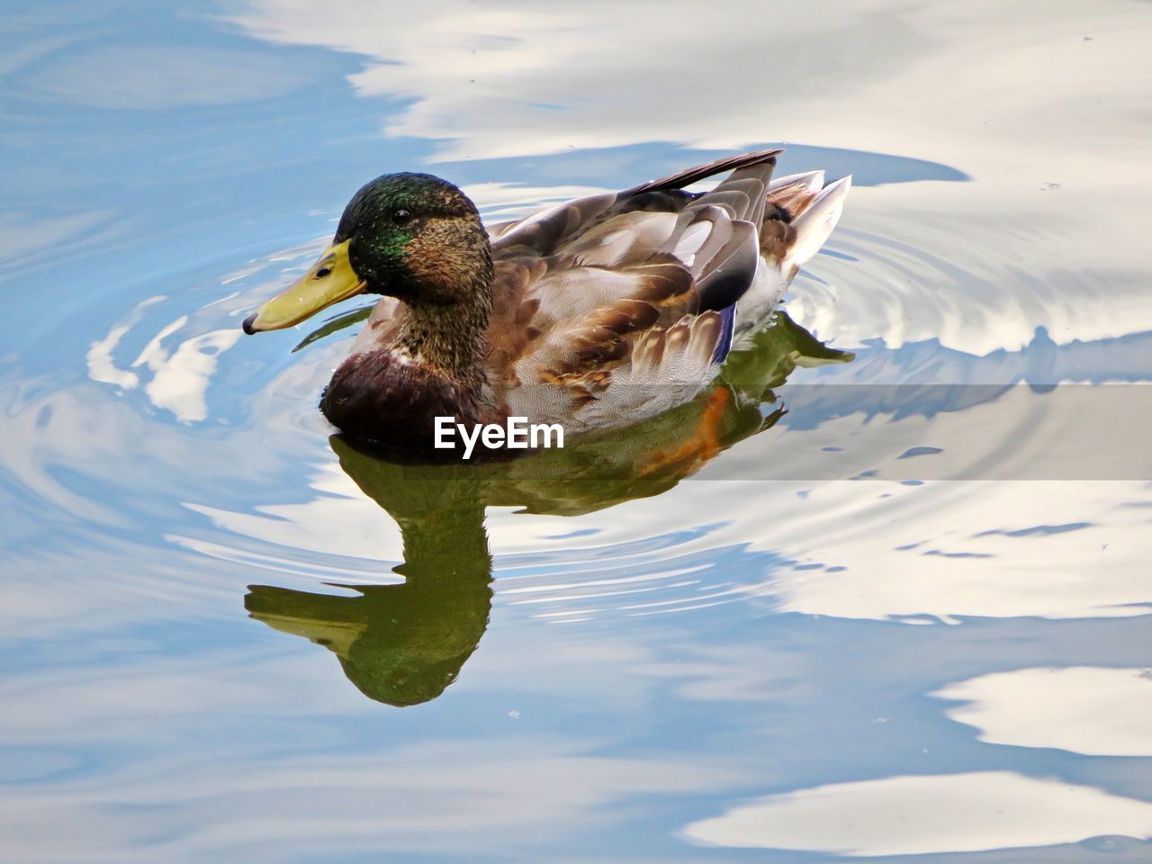 Duck on a lake