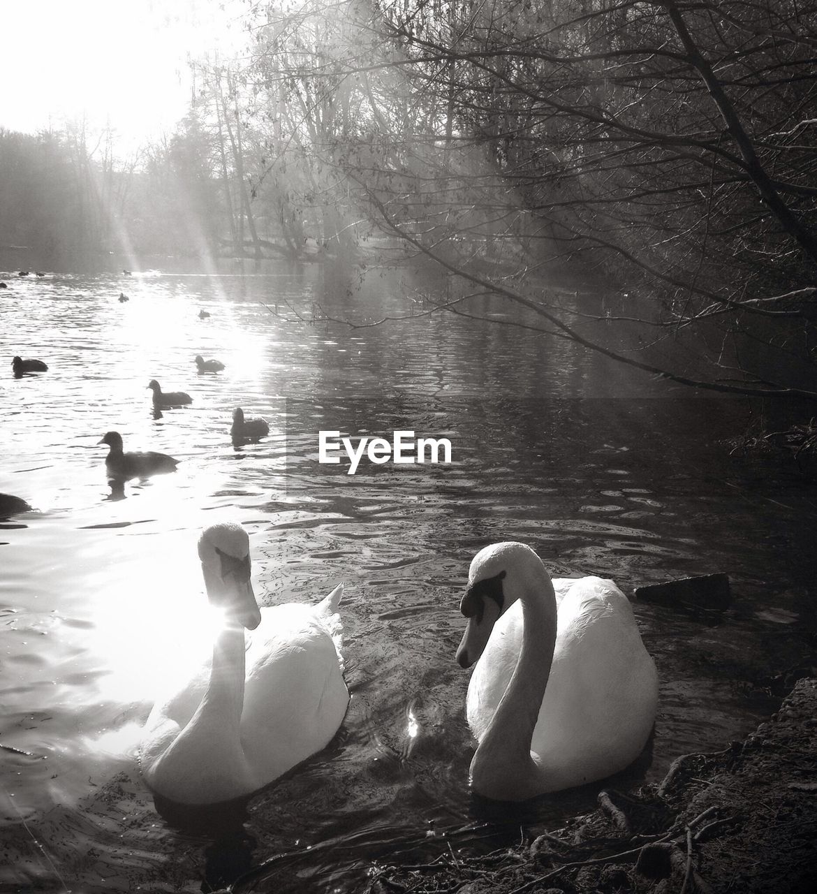 Flock of swans swimming in pond