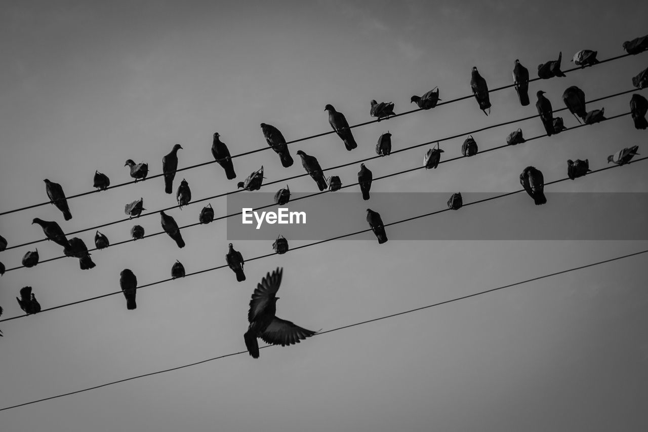 Low angle view of birds perching on cable