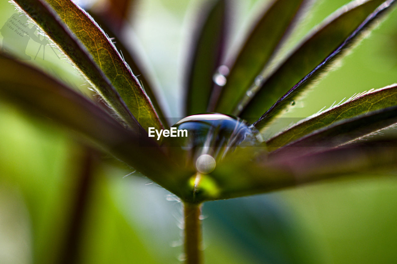 CLOSE-UP OF WET PURPLE FLOWER ON PLANT