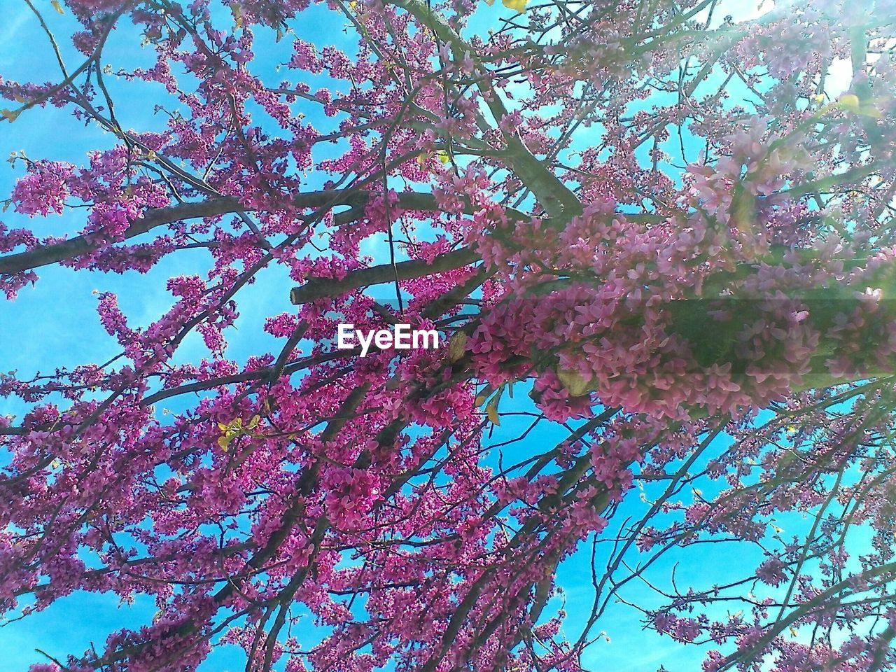 CLOSE-UP OF PINK FLOWER TREE