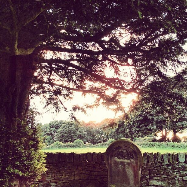 TREES GROWING IN SUNLIGHT