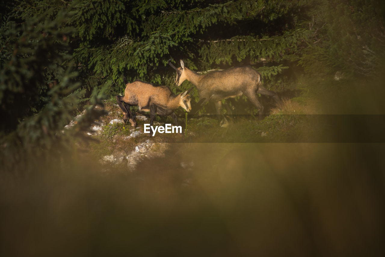 Wild chamois from ceahlau mountains, romania. wildlife photography.