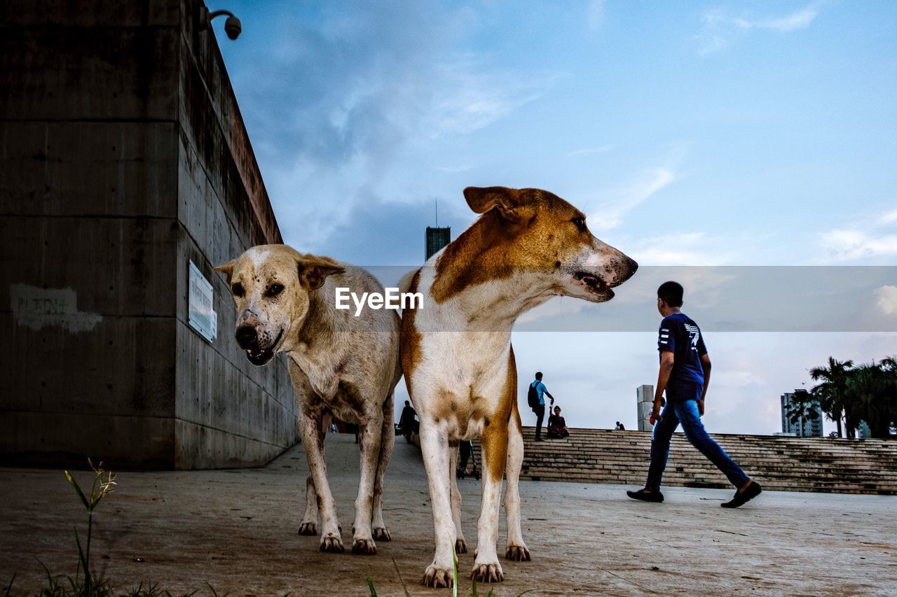 MAN STANDING WITH DOG ON STREET AGAINST SKY