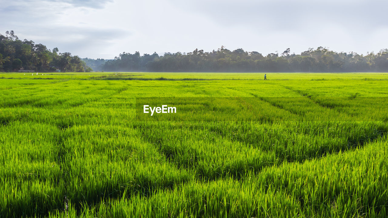 SCENIC VIEW OF AGRICULTURAL FIELD