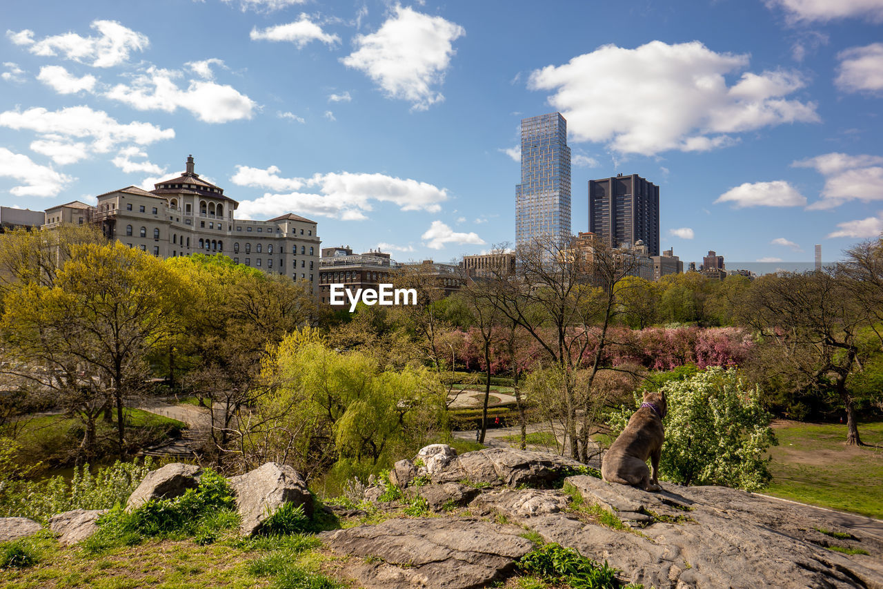 Central park on a sunny day in spring time.