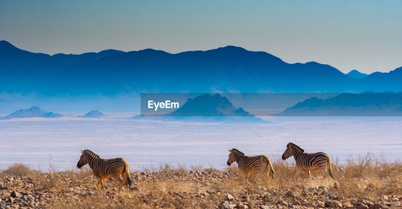 A family of zebras at etosha national park