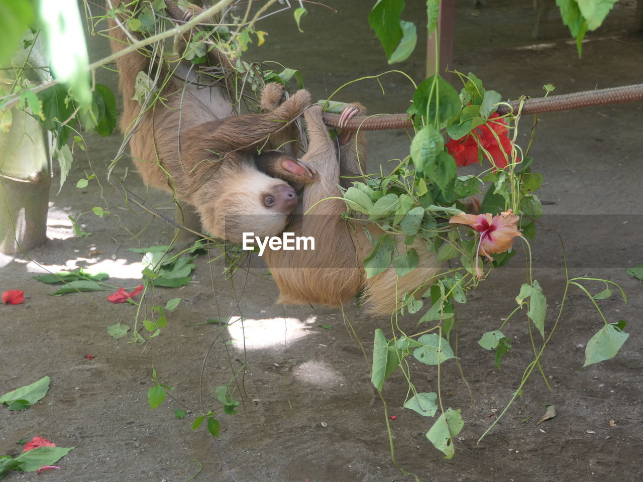 VIEW OF A CAT ON FLOWER PLANTS