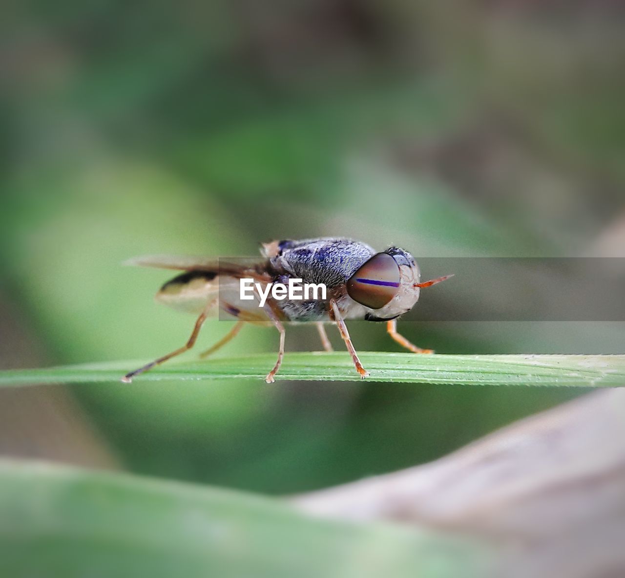 Close-up of fly on leaf