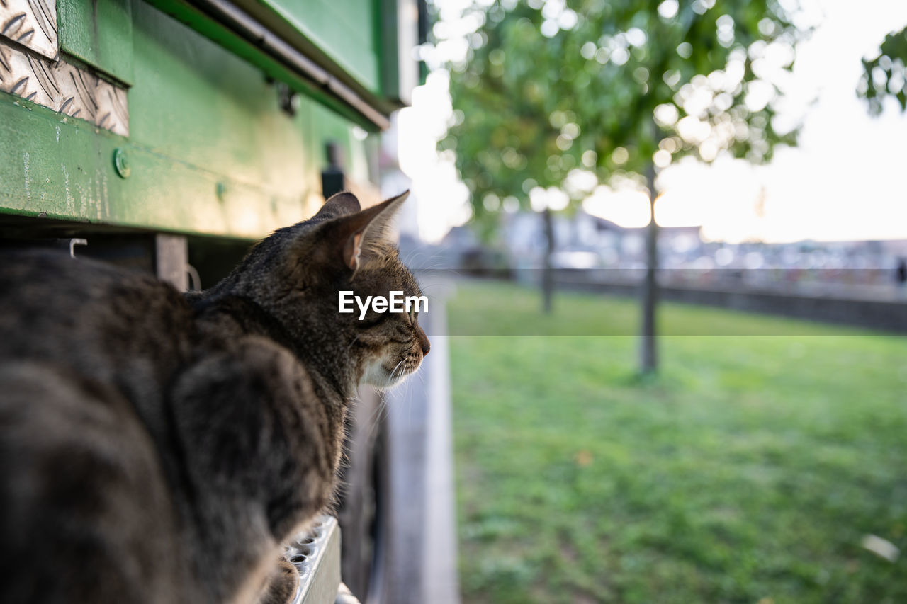 Close-up of tabby cat looking around from rv