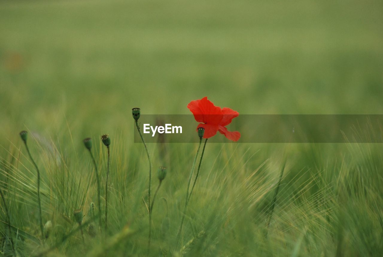 Red poppy in green field