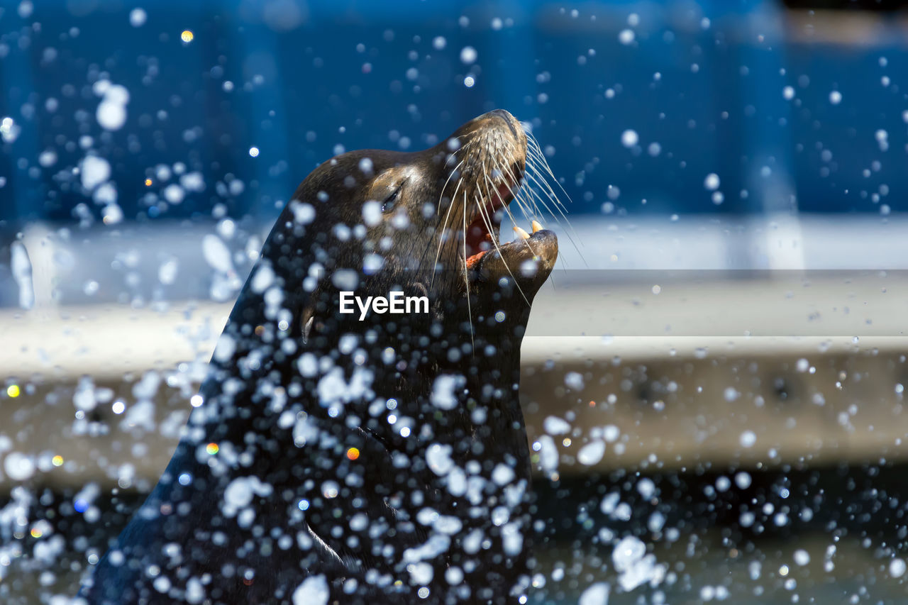 VIEW OF AN ANIMAL IN SEA