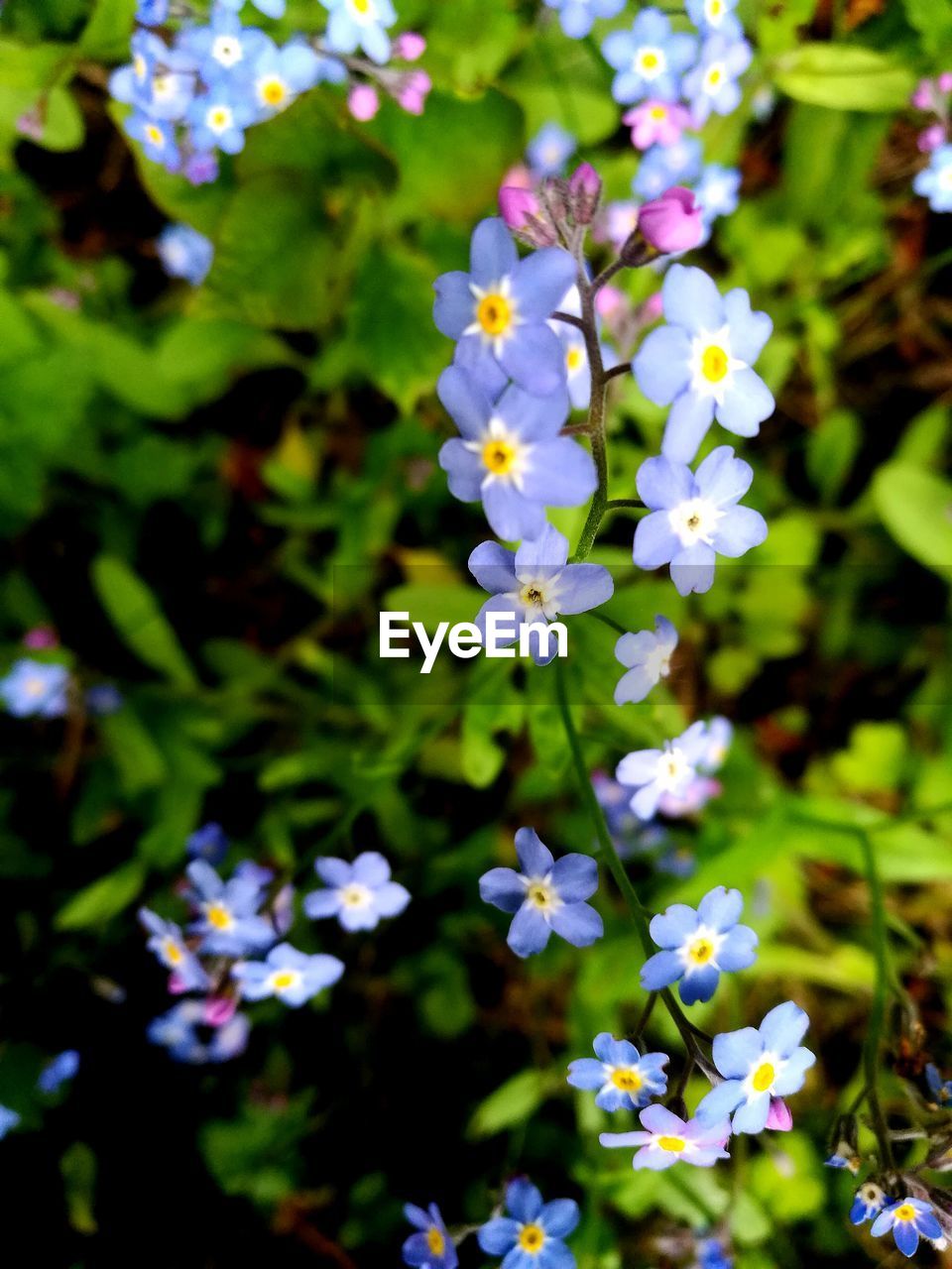 CLOSE-UP OF PURPLE FLOWERING PLANT