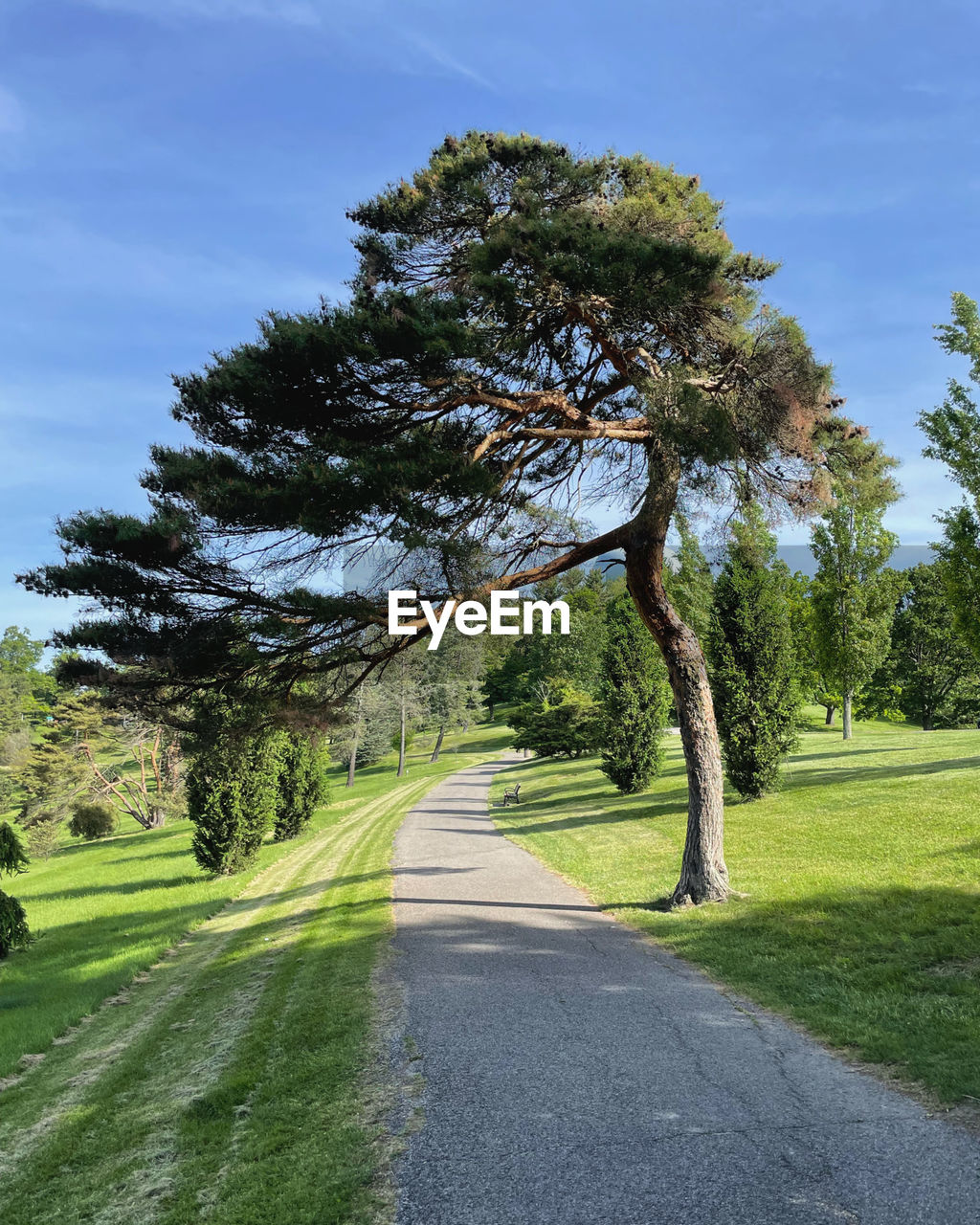 Sunny walk down paved path under green trees