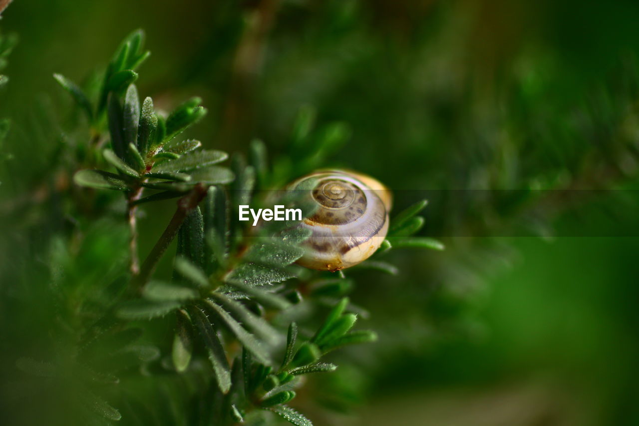 Close-up of snail on plant