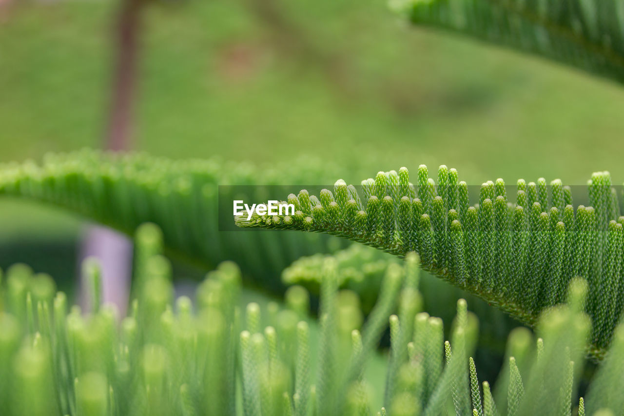 Close-up of green leaf