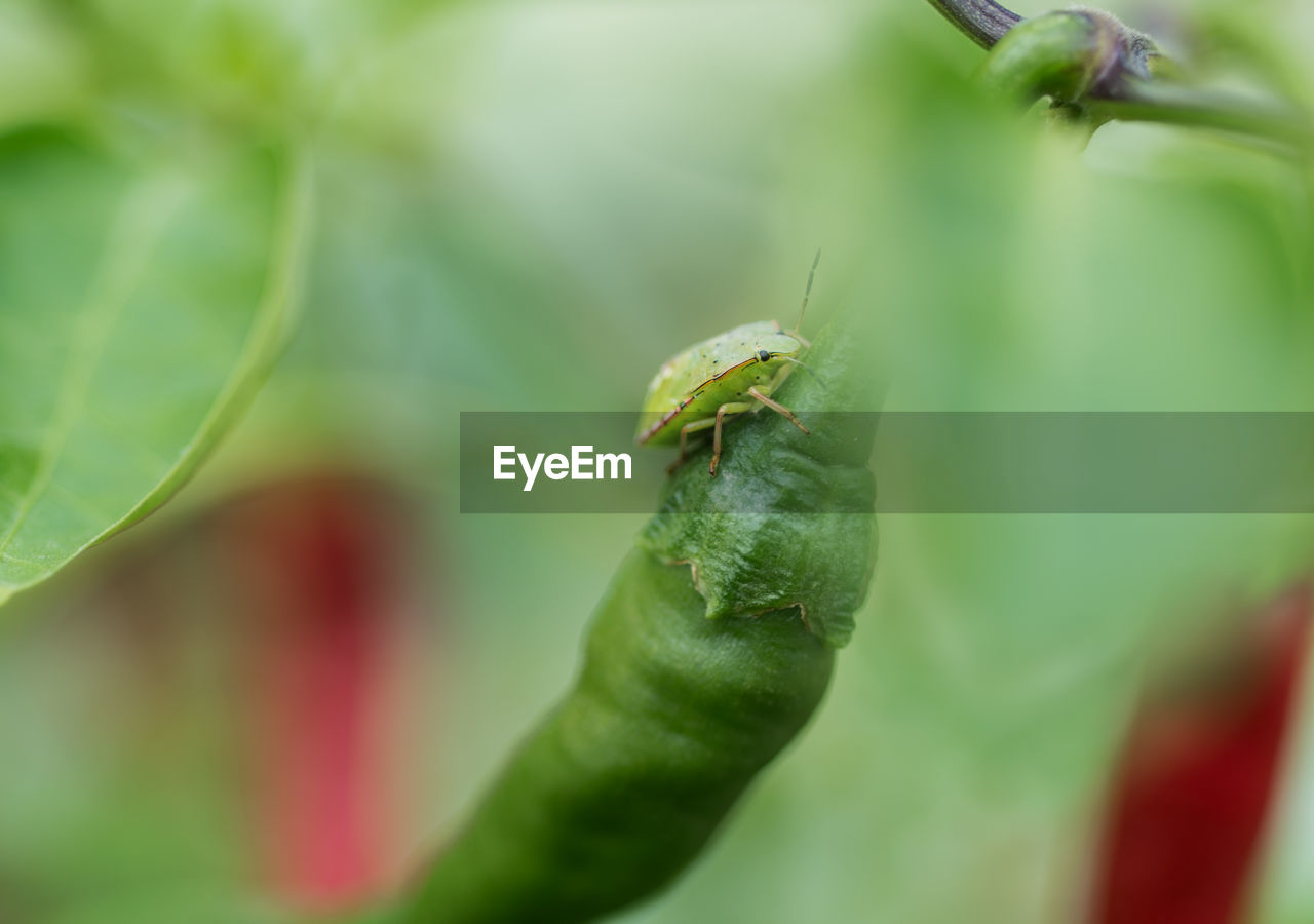 CLOSE-UP OF GRASSHOPPER ON PLANT