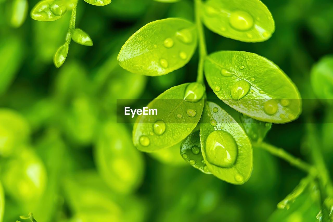 CLOSE-UP OF WET PLANT LEAVES