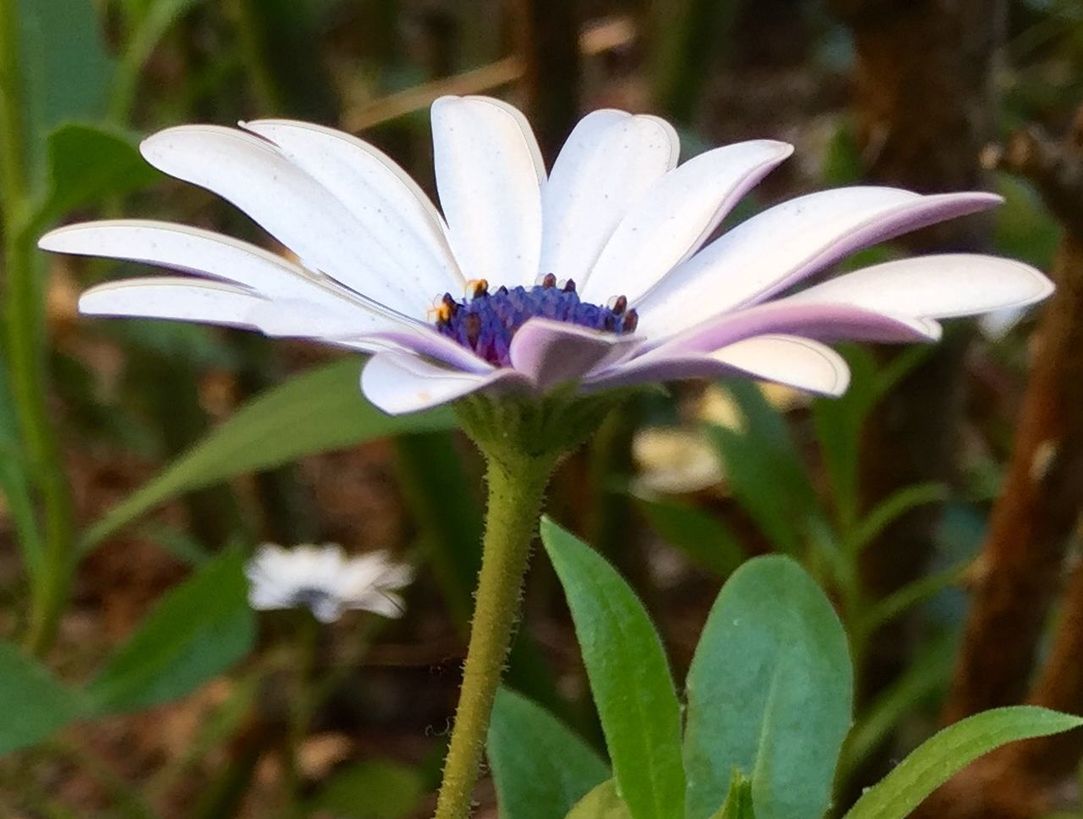 CLOSE-UP OF PURPLE FLOWERS BLOOMING OUTDOORS