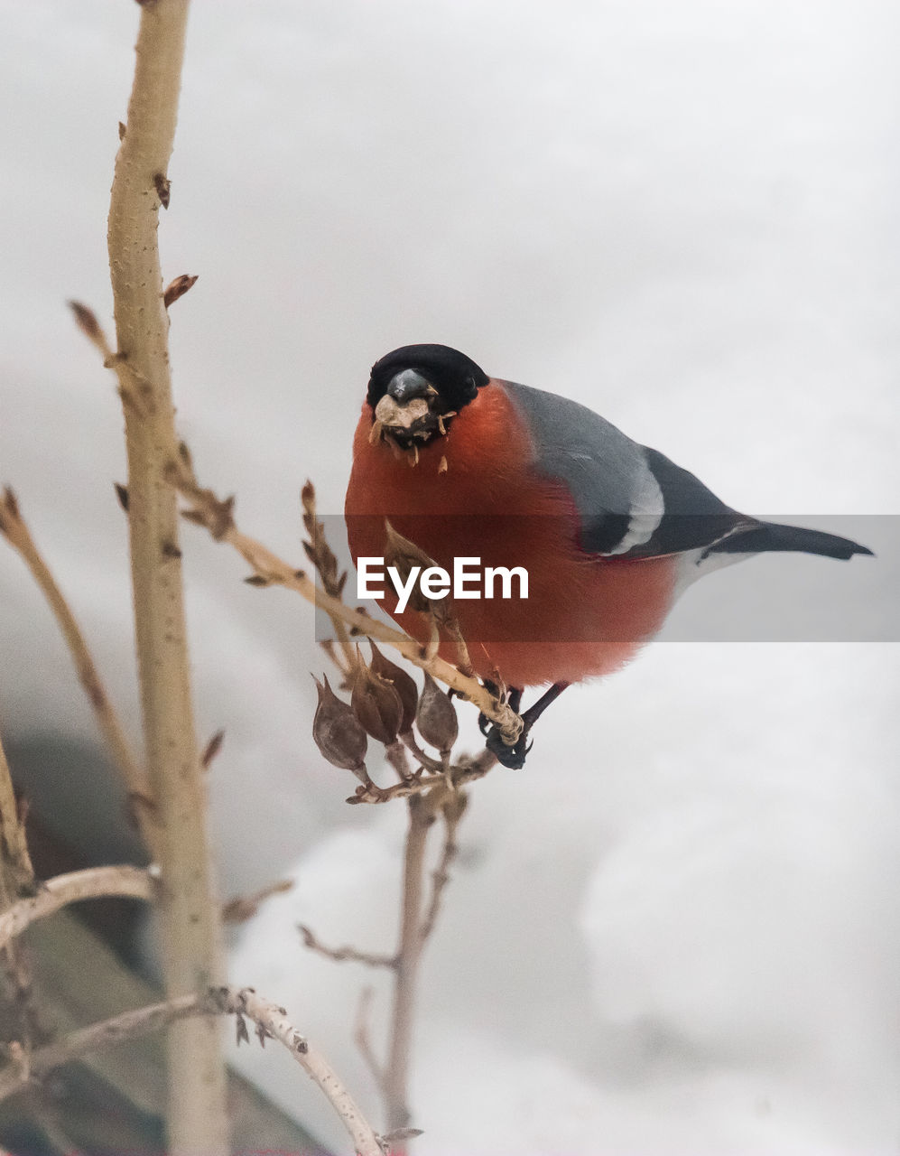 A beautiful bullfinch in the winter