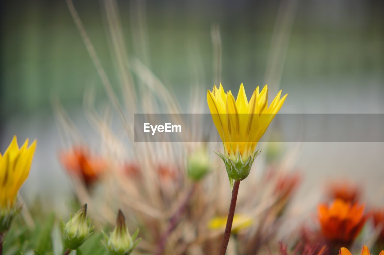 CLOSE-UP OF YELLOW FLOWER AGAINST BLURRED BACKGROUND