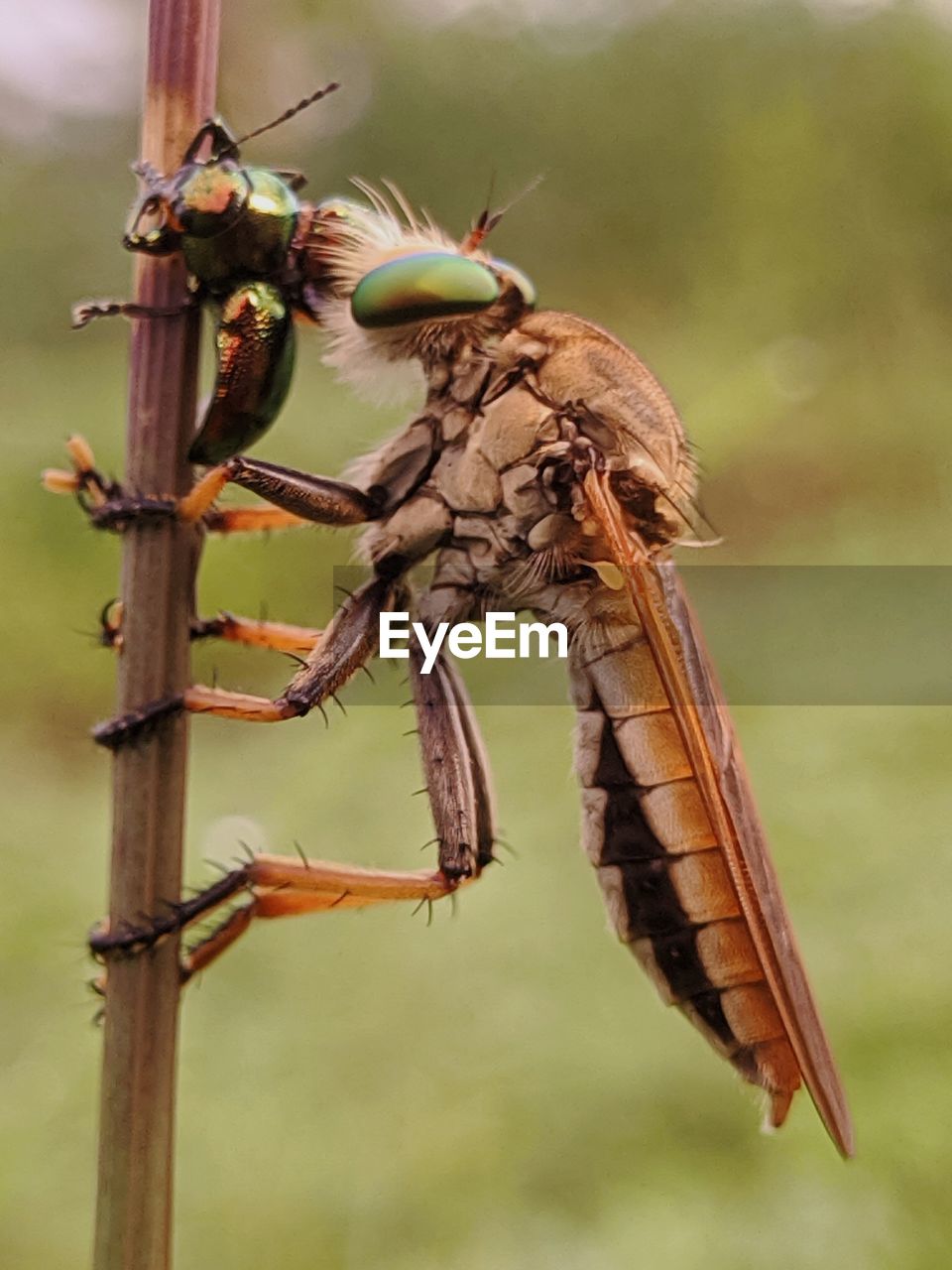 Close-up of robberfly on plant