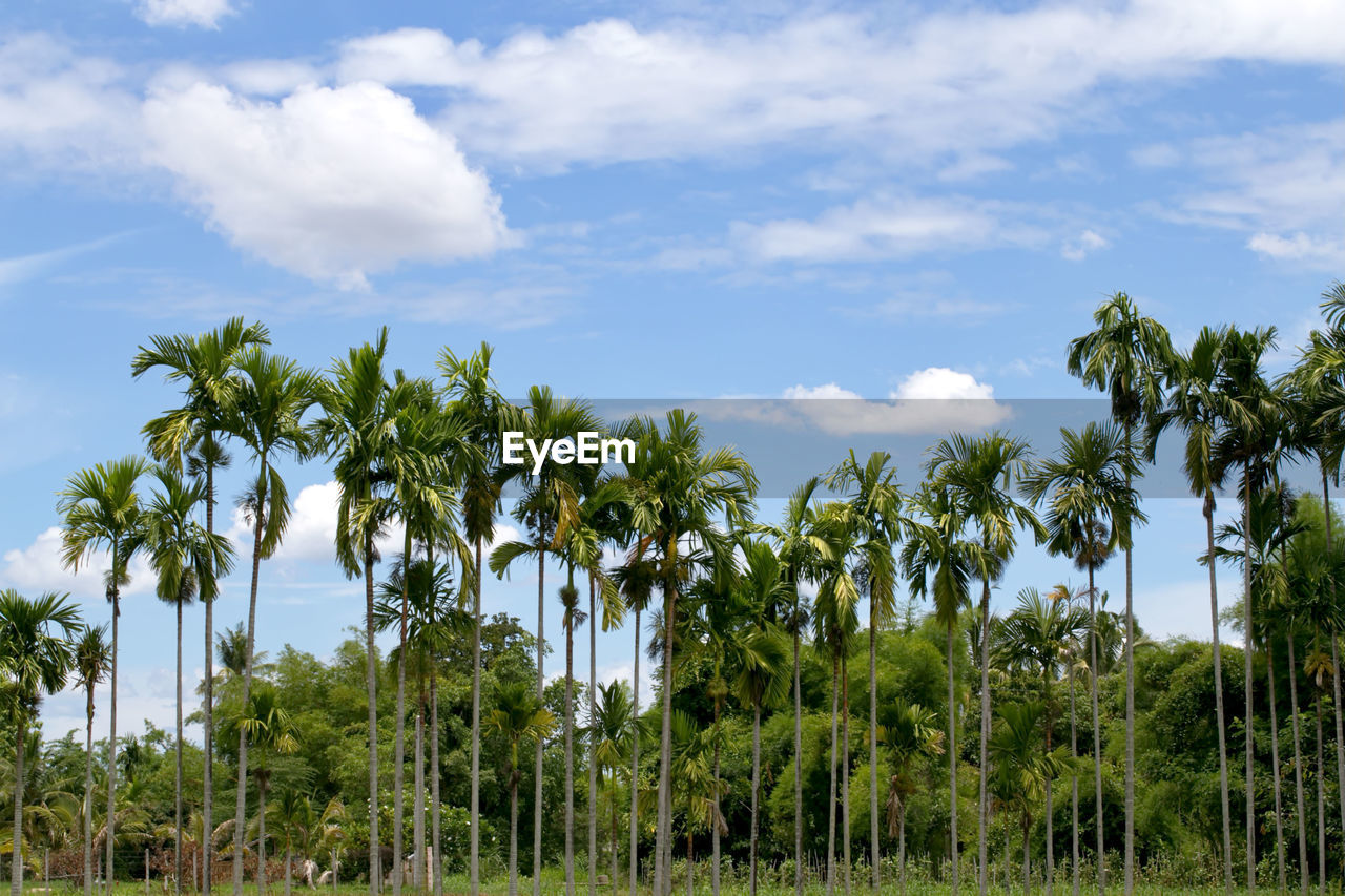 Thailand, areca catechu areca nut palm bearing areca nuts
