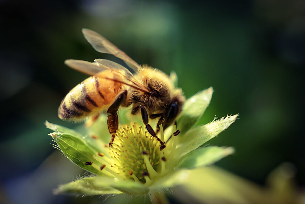 CLOSE-UP OF BEE ON FLOWER OUTDOORS