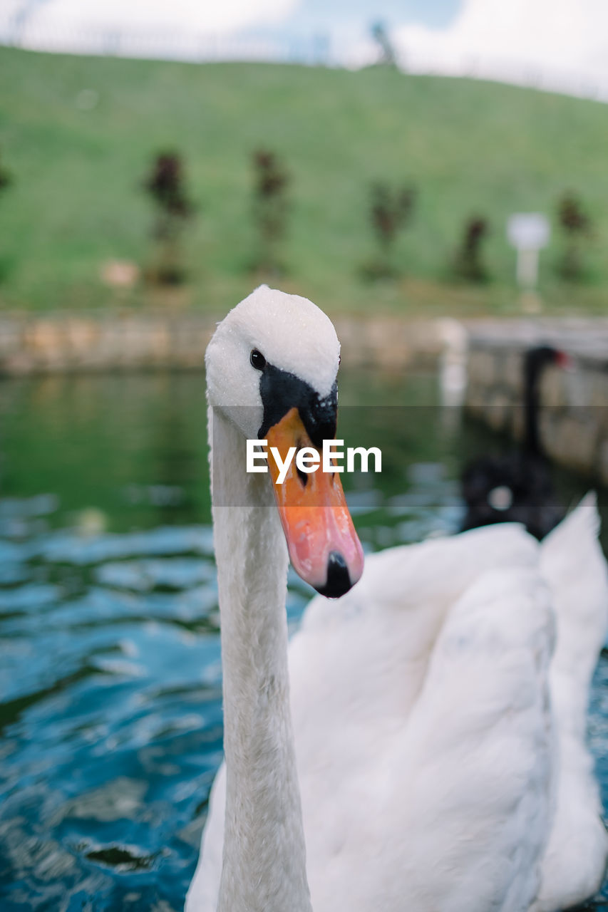 Close-up of swan swimming on lake