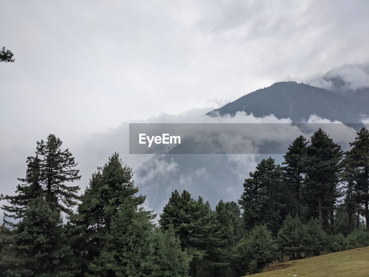 SCENIC VIEW OF TREES AGAINST SKY