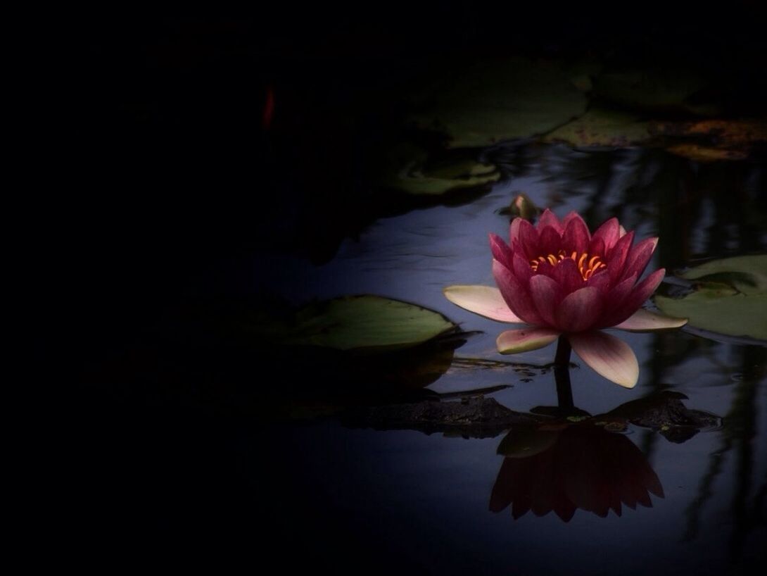 Close-up of lotus water lily in lake