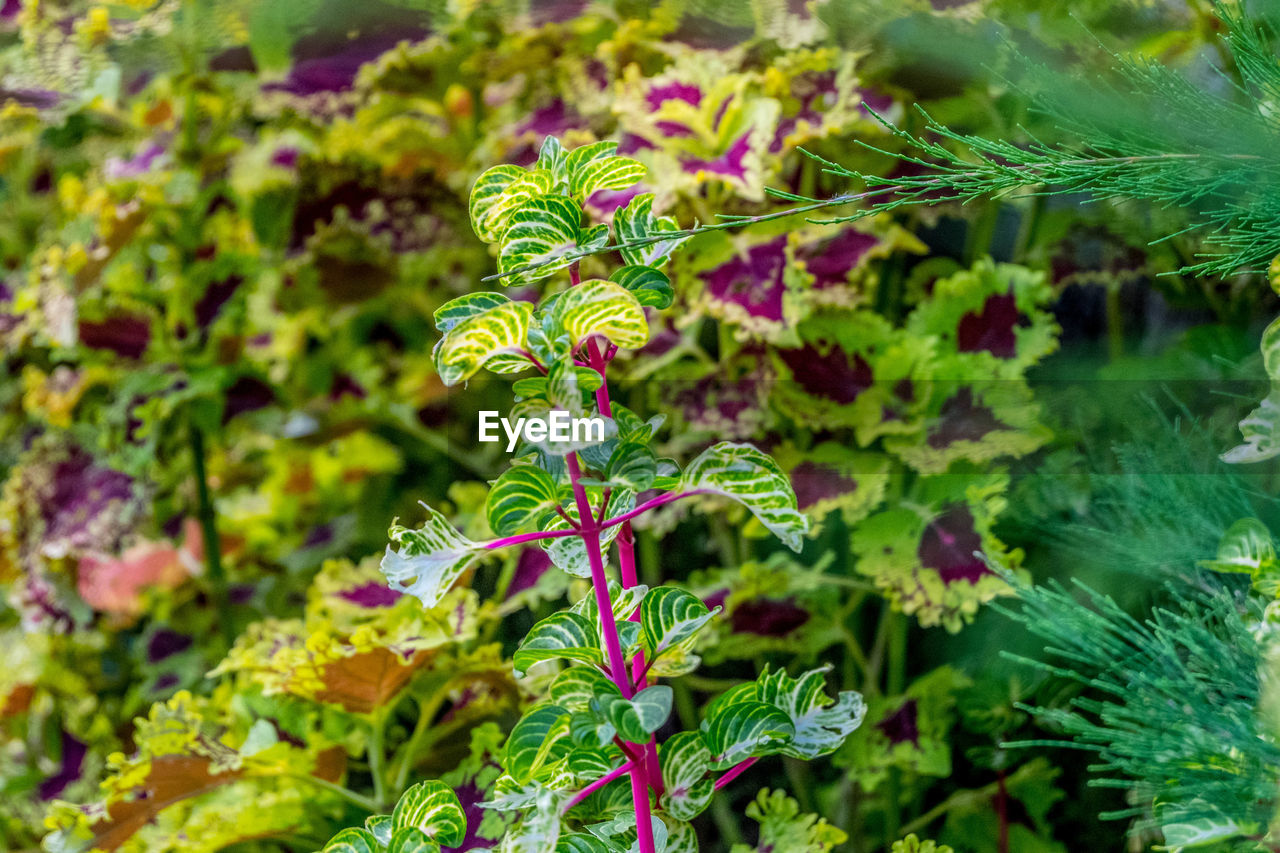 CLOSE-UP OF GREEN PLANT