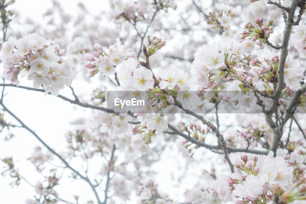 LOW ANGLE VIEW OF CHERRY BLOSSOMS