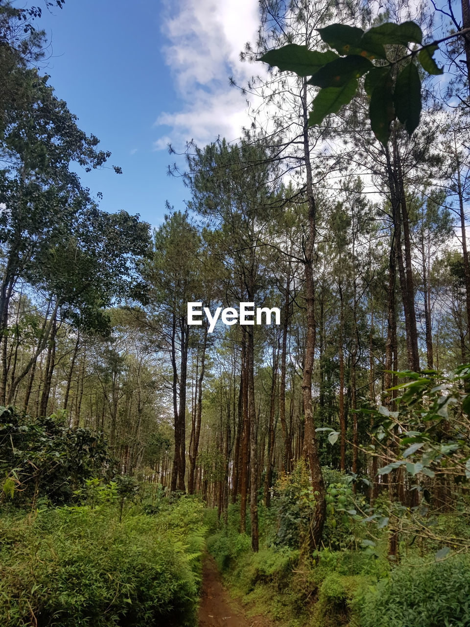 LOW ANGLE VIEW OF TREES GROWING IN FOREST