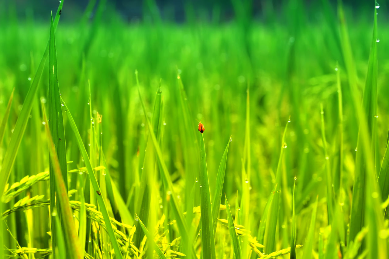 Close-up of grass growing on field