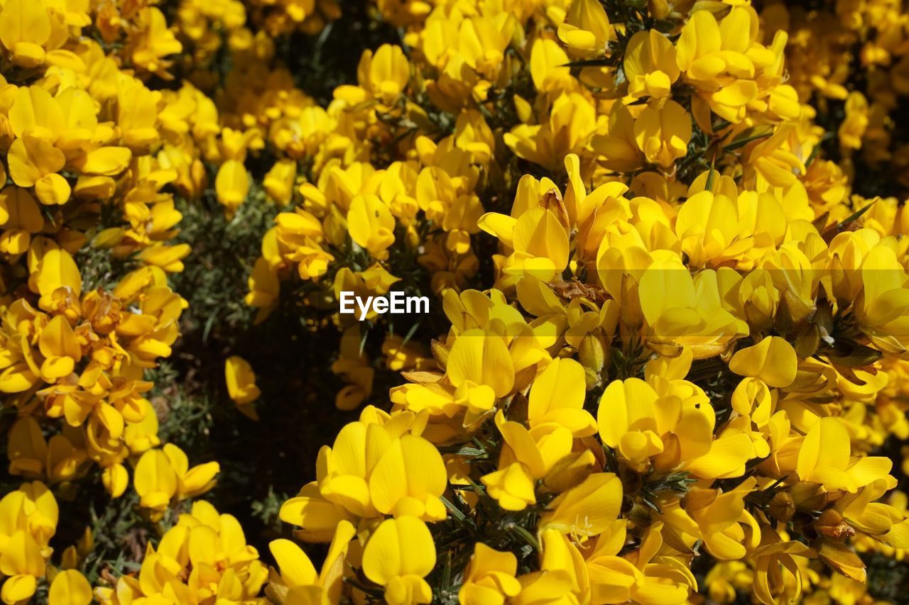 Close-up of yellow flowering plants on field