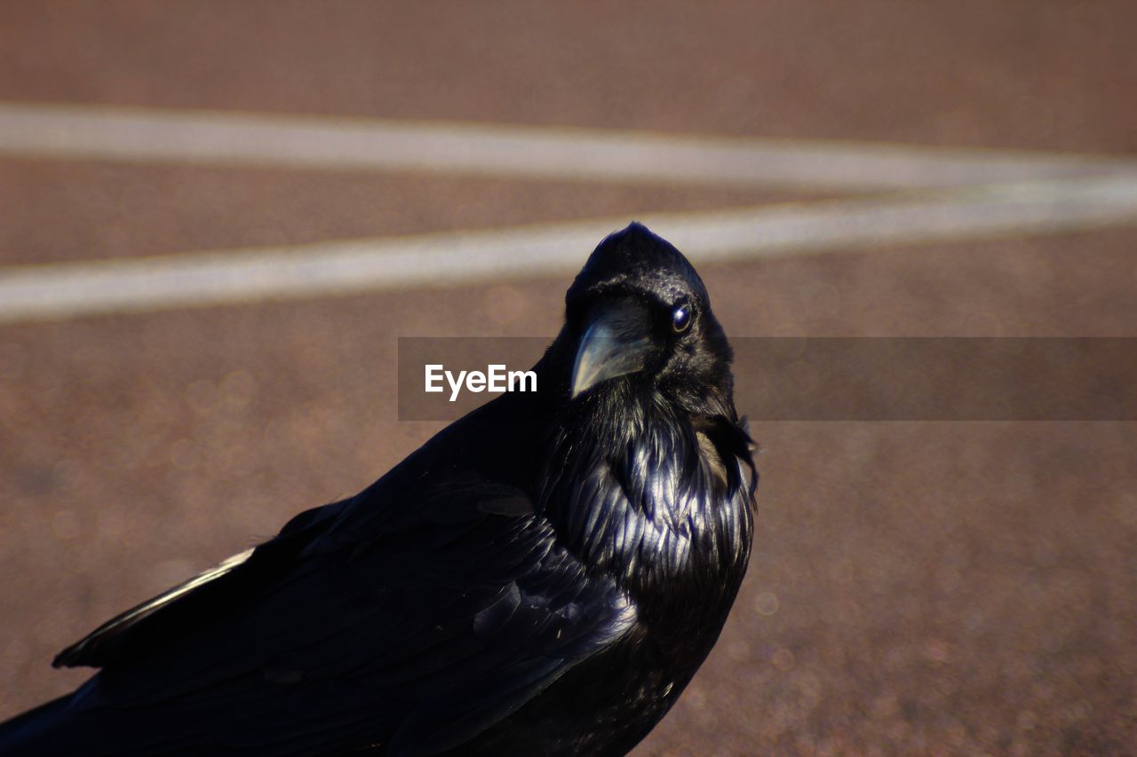 Close-up of a crow