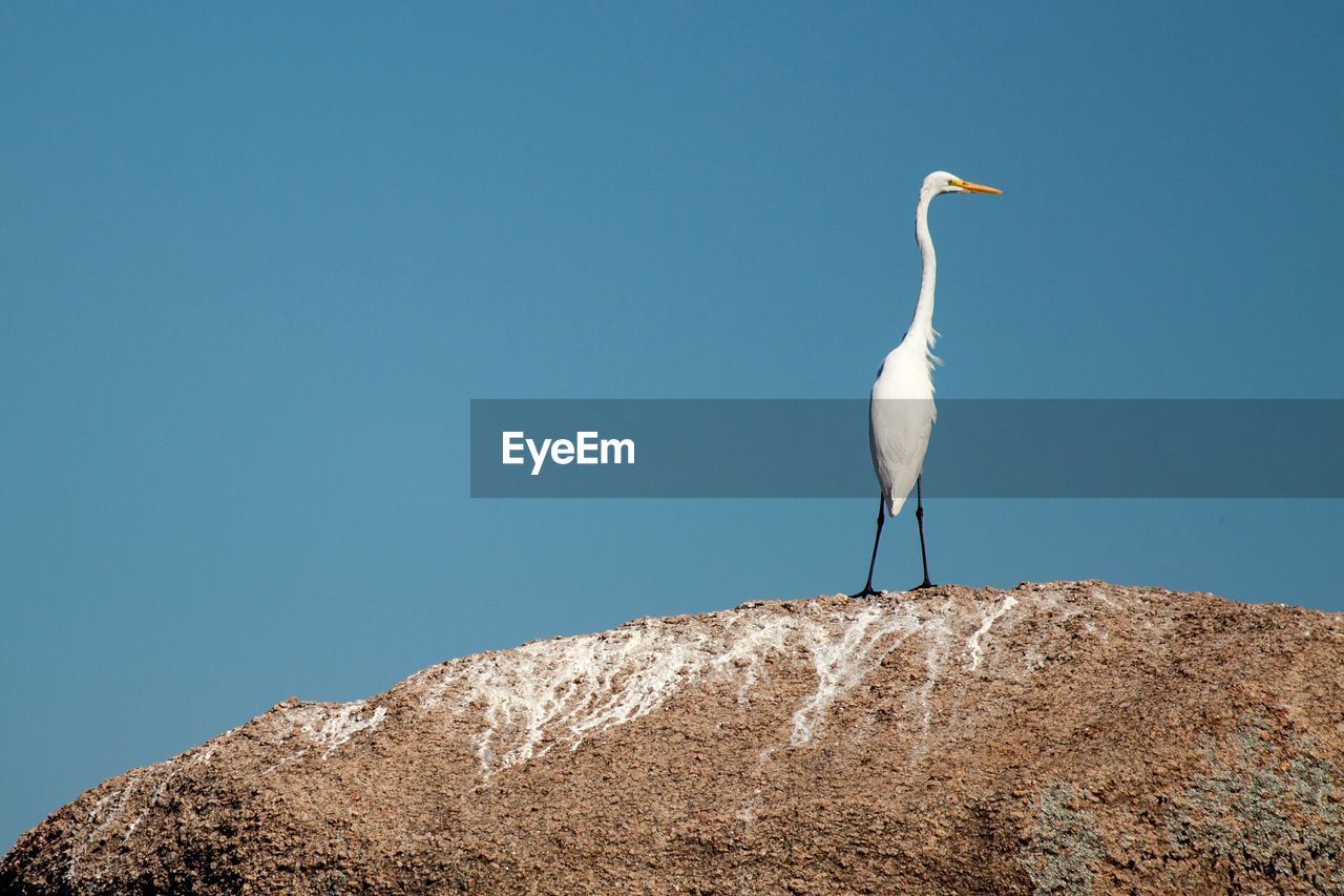 Low angle view of bird perching on rock against clear blue sky
