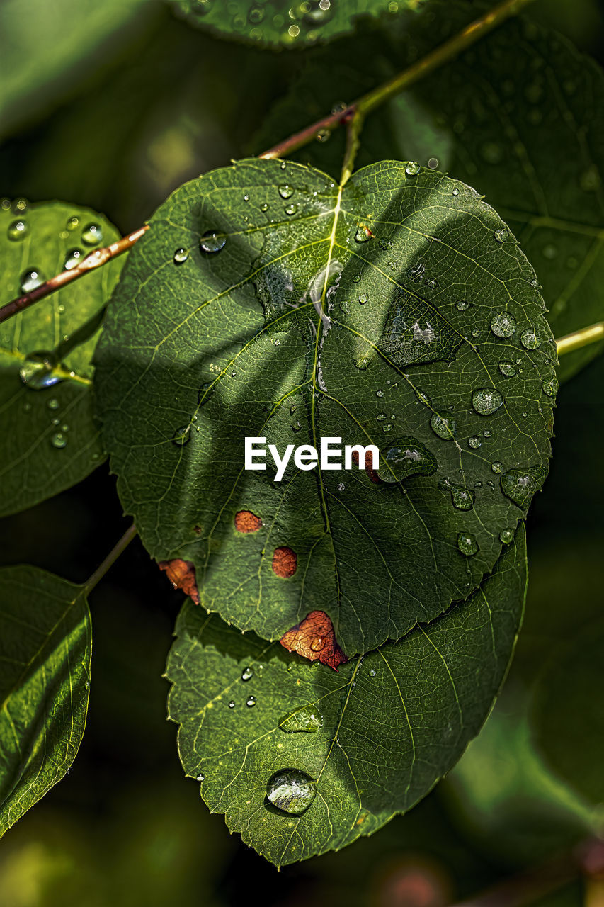 Leaves and raindrops